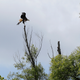 A bald eagle, one of the many wonders a person can find in the Atchafalaya Basin.